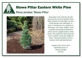 Attēlu rezultāti vaicājumam “Pinus strobus”