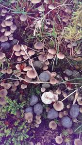 Attēlu rezultāti vaicājumam “Jungermannia sphaerocarpa”