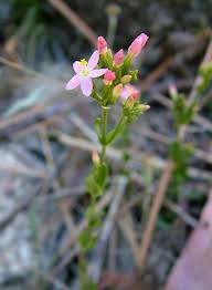 Attēlu rezultāti vaicājumam “Centaurium erythraea”