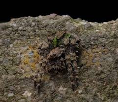 Attēlu rezultāti vaicājumam “Gibbaranea gibbosa”