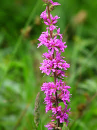 Image result for Blutweiderich