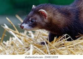 Attēlu rezultāti vaicājumam “Mustela putorius”