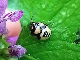 Attēlu rezultāti vaicājumam “Tritomegas bicolor”
