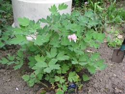 Attēlu rezultāti vaicājumam “Papaveraceae”