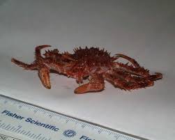 Image result for Lithodes maja