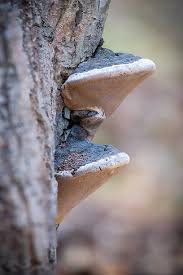 Attēlu rezultāti vaicājumam “Phellinus igniarius”