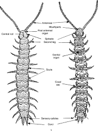 Attēlu rezultāti vaicājumam “Machilidae”