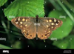 Attēlu rezultāti vaicājumam “Pararge aegeria underside”