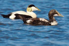 Attēlu rezultāti vaicājumam “Somateria mollissima juvenile”