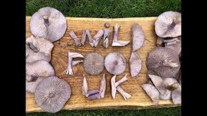 Attēlu rezultāti vaicājumam “Pseudocraterellus”