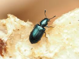 Attēlu rezultāti vaicājumam “Necrobia violacea”