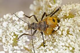 Attēlu rezultāti vaicājumam “Pachyta quadrimaculata”