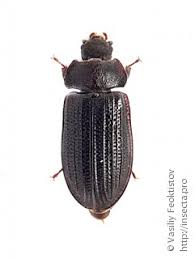 Attēlu rezultāti vaicājumam “Grynocharis oblonga”