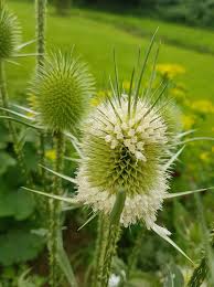 Image result for Dipsacus laciniatus