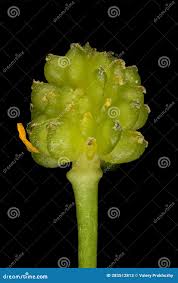 Attēlu rezultāti vaicājumam “Ranunculus flammula fruit”