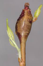 Attēlu rezultāti vaicājumam “Rabdophaga salicis”