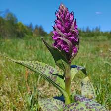 Attēlu rezultāti vaicājumam “Dactylorhiza majalis subsp. baltica flower”