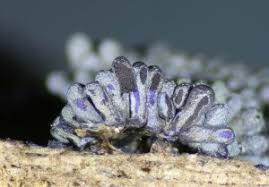 Attēlu rezultāti vaicājumam “Symphytocarpus flaccidus”