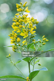 Attēlu rezultāti vaicājumam “Lysimachia vulgaris flower”