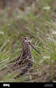 Image result for Gallinago media