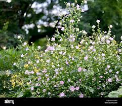 Image result for Lavatera thuringiaca