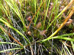 Attēlu rezultāti vaicājumam “Drosera anglica fruit”