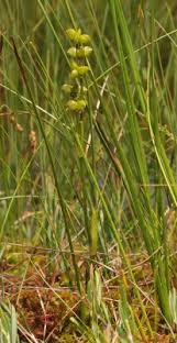 Attēlu rezultāti vaicājumam “Scheuchzeriaceae”