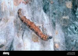 Attēlu rezultāti vaicājumam “Yponomeuta evonymella larva”