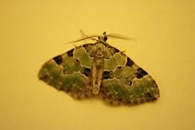 Attēlu rezultāti vaicājumam “Colostygia pectinataria female”