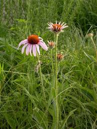 Attēlu rezultāti vaicājumam “Echinacea purpurea leaf”