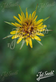 Attēlu rezultāti vaicājumam “Tragopogon pratensis subsp. pratensis fruit”