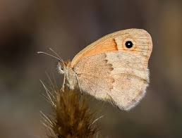 Attēlu rezultāti vaicājumam “Coenonympha pamphilus upperside”