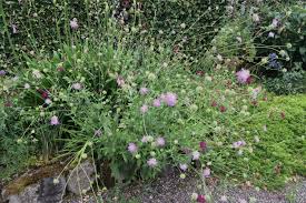 Attēlu rezultāti vaicājumam “Knautia arvensis fruit”