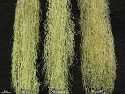 Attēlu rezultāti vaicājumam “Ramalina thrausta”