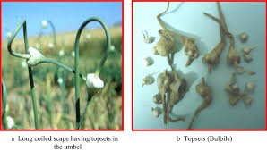 Attēlu rezultāti vaicājumam “Allium sativum”