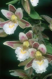 Attēlu rezultāti vaicājumam “Epipactis palustris leaf”