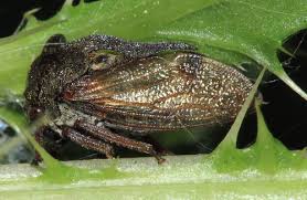 Attēlu rezultāti vaicājumam “Centrotus cornutus”