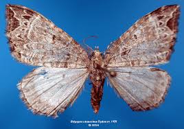 Attēlu rezultāti vaicājumam “Ecliptopera silaceata”