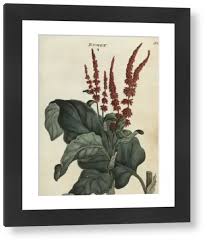 Attēlu rezultāti vaicājumam “Rumex hydrolapathum”