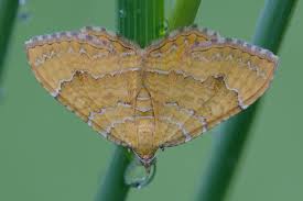 Attēlu rezultāti vaicājumam “Camptogramma bilineata”