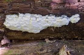 Attēlu rezultāti vaicājumam “Skeletocutis odora”