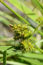 Attēlu rezultāti vaicājumam “Carex viridula”