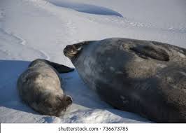 Image result for Pusa hispida