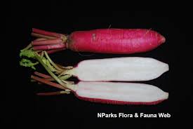 Image result for Raphanus sativus ssp. Oleiformes