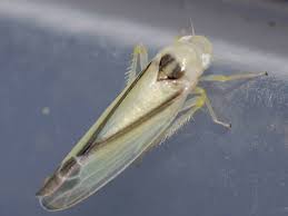 Attēlu rezultāti vaicājumam “Edwardsiana geometrica”