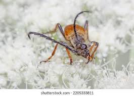 Attēlu rezultāti vaicājumam “Leptura rubra”