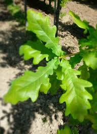 Attēlu rezultāti vaicājumam “Quercus robur leaf”