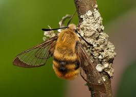 Attēlu rezultāti vaicājumam “Hemaris tityus”