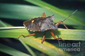 Attēlu rezultāti vaicājumam “Pentatoma rufipes”