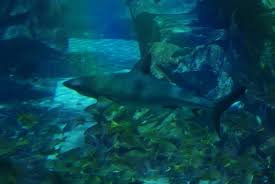 Image result for Carcharhinus longimanus